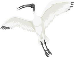 ibis blanco australiano aislado vector