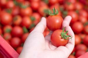 Hand holding fresh red tomatoes, organic vegetable for healthy eating. photo