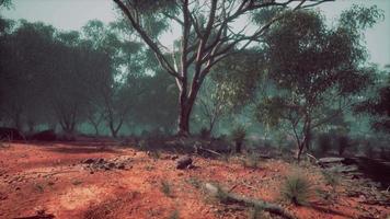 coucher de soleil dans le bush australien video