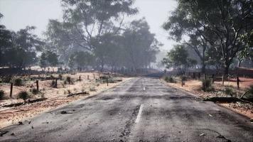 Straight route marking going along tall forest video