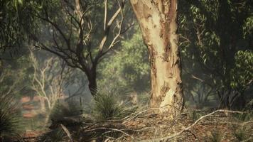 Dirt track through Angophora and eucalyptus forest video