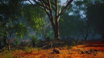 puesta de sol en la selva australiana