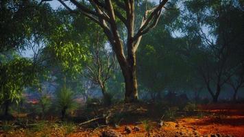 trilha de terra pela floresta de angophora e eucalipto video