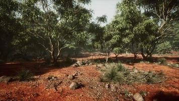 trilha de terra pela floresta de angophora e eucalipto