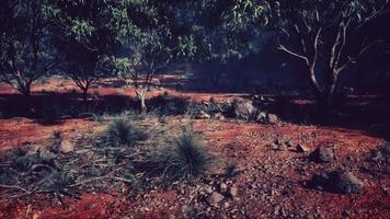 australian outback with trees and yellow sand video