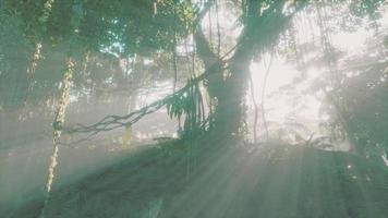 foto dentro de una selva tropical cubierta de musgo verde brillante video