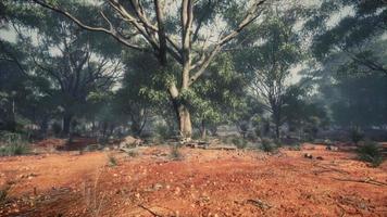 australian outback with trees and yellow sand video
