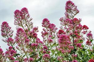 pink flowers with blue sky in the background photo