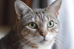 Tabby Cat face photo