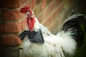 Cockerel Chicken with a neckerchief photo