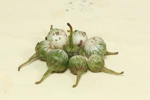 Eggplant is one of the vegetables in the form of fruit. Fruit-producing plants used as vegetables. Green eggplant is round and mini has a different taste from other eggplants. photo