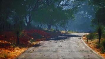 Beautiful tree lined road in the Tunnel of Trees video