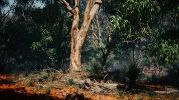 australisches Outback mit Bäumen und gelbem Sand