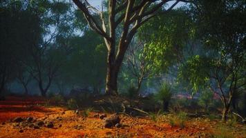 outback australien avec arbres et sable jaune video