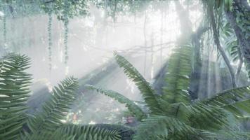 exuberante selva tropical con niebla matutina video