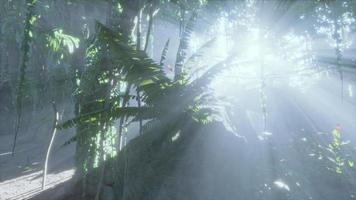 photo inside a rainforest covered in bright green moss video