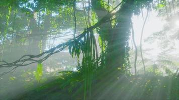 photo inside a rainforest covered in bright green moss video