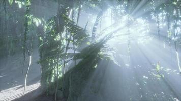 exuberante selva tropical con niebla matutina video
