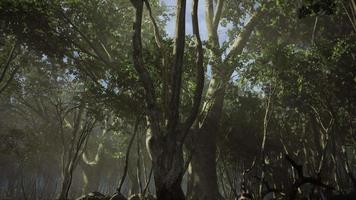 racines d'un arbre dans une forêt brumeuse video