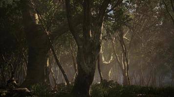 bosque de paisaje salvaje con árboles y musgo en las rocas video