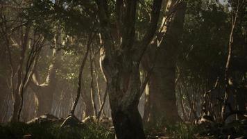 radici di un albero in una foresta nebbiosa video