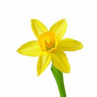 Spring flowers narcissus isolated on white background. photo