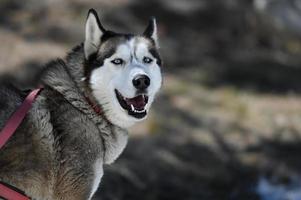 los trineos tirados por perros en el paisaje nevado de grau roig, encamp, andorra foto