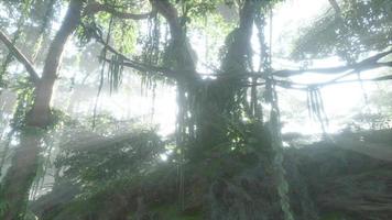 jungle brumeuse dans les monts chiang dao video