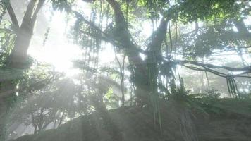 tiefe tropische Dschungel Südostasiens video