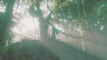 jungle brumeuse dans les monts chiang dao