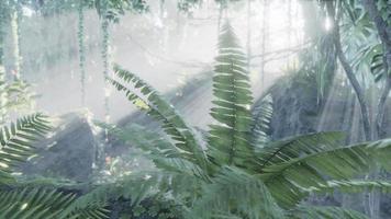 photo à l'intérieur d'une forêt tropicale couverte de mousse vert vif video