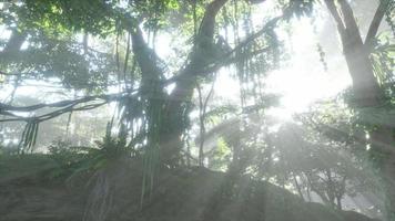 Foto in einem Regenwald, der mit hellgrünem Moos bedeckt ist
