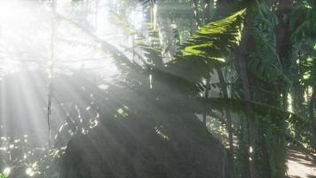 jungles tropicales profondes d'asie du sud-est video