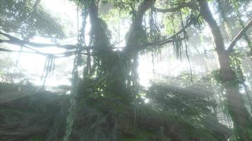 forêt tropicale luxuriante avec brouillard matinal