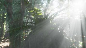 exuberante floresta tropical com neblina matinal
