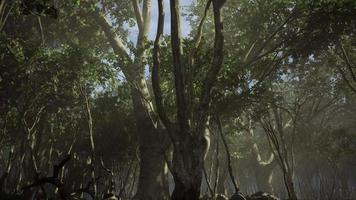 forêt sombre avec brouillard en arrière-plan video