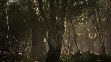 floresta escura com neblina no fundo video