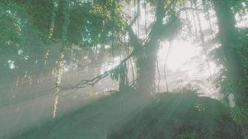 forêt tropicale luxuriante avec brouillard matinal