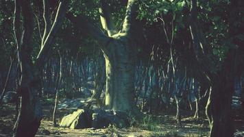 raíces de un árbol en un bosque brumoso
