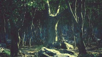 forêt de paysage sauvage avec des arbres et de la mousse sur les rochers video