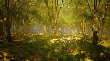 forêt sombre avec brouillard en arrière-plan video