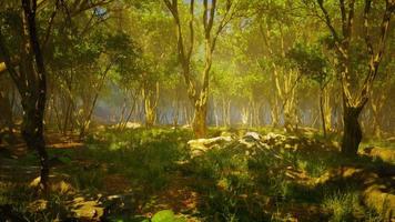 Wildnislandschaftswald mit Bäumen und Moos auf Felsen video