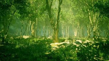floresta de paisagem selvagem com árvores e musgo nas rochas