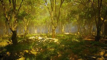 raíces de un árbol en un bosque brumoso video