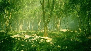 radici di un albero in una foresta nebbiosa video