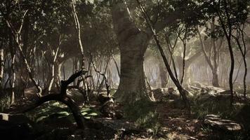 foresta del paesaggio selvaggio con alberi e muschio sulle rocce video