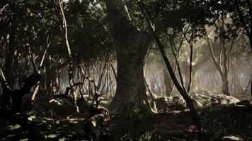 forêt sombre avec brouillard en arrière-plan video