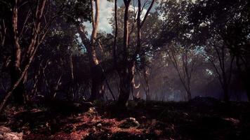 bosque de paisaje salvaje con árboles y musgo en las rocas video