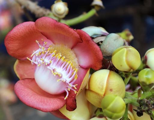 ◆sala tree◆ shorea-robusta-also-known-as-
