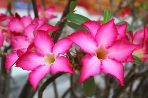 rosa del desierto adenium obesum foto